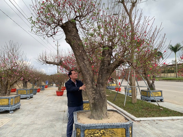 Đào thế lạ, bưởi 'khủng' rộn ràng xuống phố đón Tết- Ảnh 3. Đào thế lạ, bưởi 'khủng' rộn ràng xuống phố đón Tết- Ảnh 3.