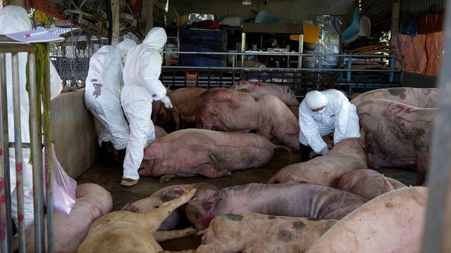 Giám sát chặt virus Nipah tại các cơ sở chăn nuôi lợn có nhiều dơi ăn quả- Ảnh 1. Giám sát chặt virus Nipah tại các cơ sở chăn nuôi lợn có nhiều dơi ăn quả- Ảnh 1.