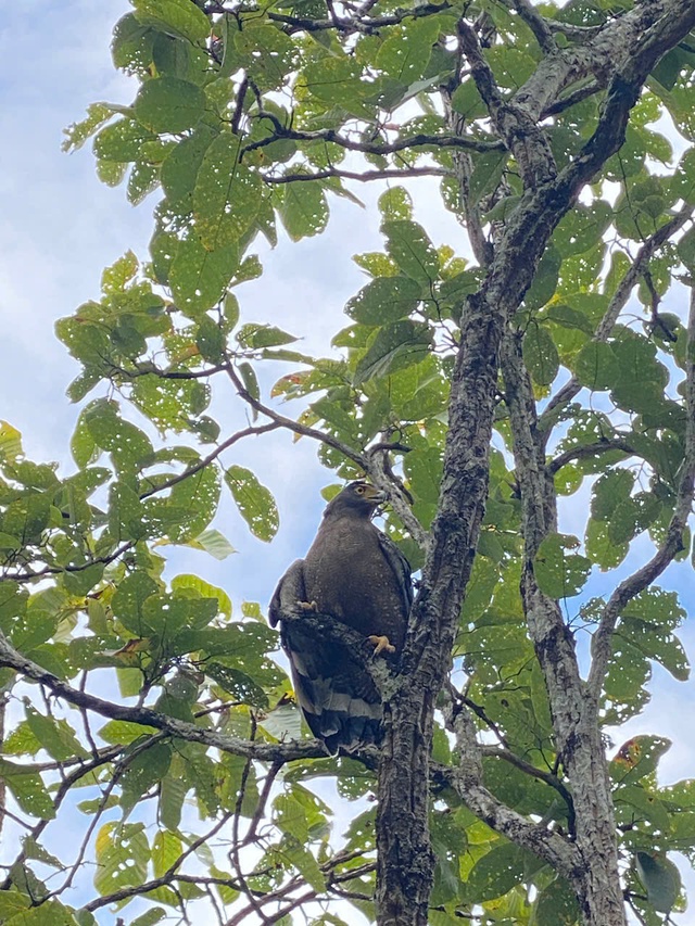 Ngắm dàn động vật quý hiếm được trở về rừng Tây Nguyên- Ảnh 3.