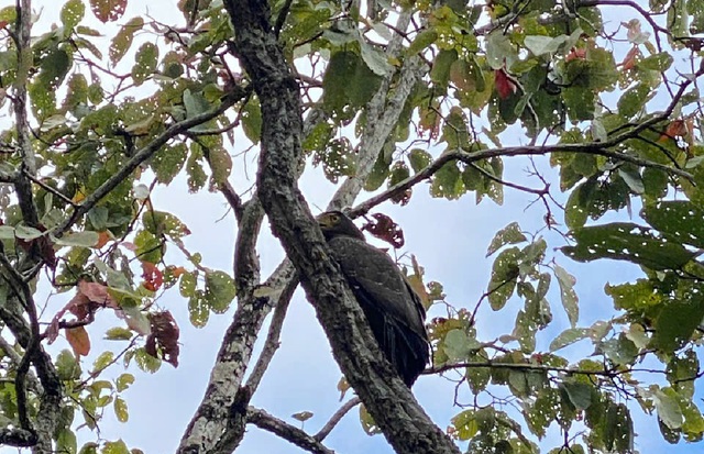 Ngắm dàn động vật quý hiếm được trở về rừng Tây Nguyên- Ảnh 2.