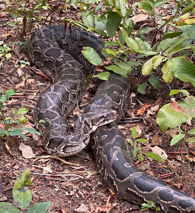 Ngắm dàn động vật quý hiếm được trở về rừng Tây Nguyên- Ảnh 6.