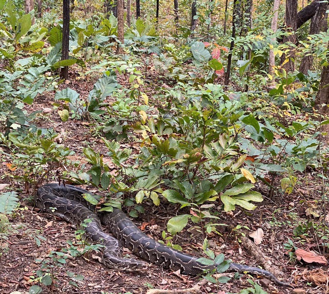 Ngắm dàn động vật quý hiếm được trở về rừng Tây Nguyên- Ảnh 7.