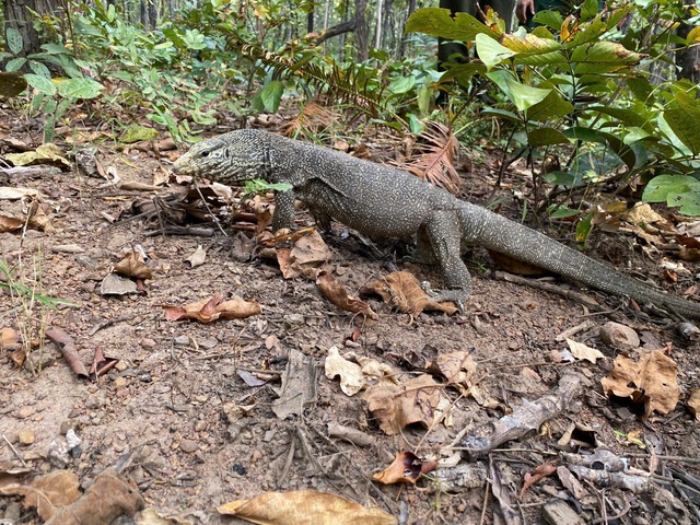 Ngắm dàn động vật quý hiếm được trở về rừng Tây Nguyên- Ảnh 4.