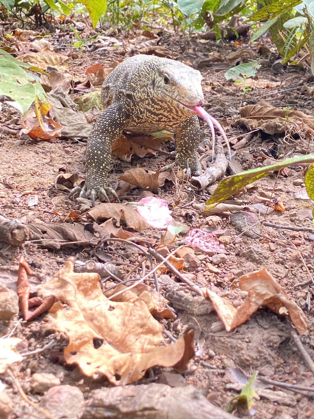 Ngắm dàn động vật quý hiếm được trở về rừng Tây Nguyên- Ảnh 5.