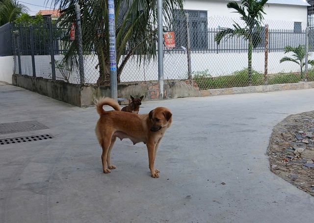 Nhiều trường hợp ở Khánh Hòa bị giun đũa chó mèo, người dân chủ động phòng bệnh- Ảnh 2. Nhiều trường hợp ở Khánh Hòa bị giun đũa chó mèo, người dân chủ động phòng bệnh- Ảnh 2.