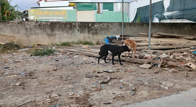 Nhiều trường hợp ở Khánh Hòa bị giun đũa chó mèo, người dân chủ động phòng bệnh- Ảnh 3. Nhiều trường hợp ở Khánh Hòa bị giun đũa chó mèo, người dân chủ động phòng bệnh- Ảnh 3.