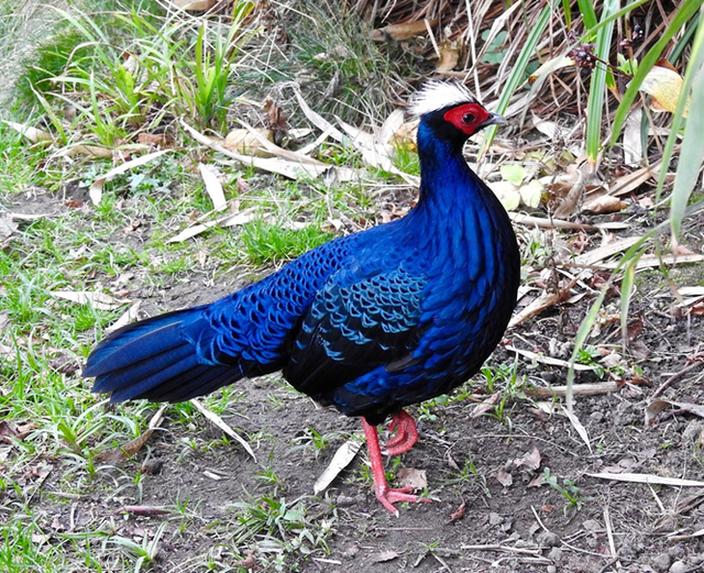 Nhân nuôi loài gà quý hiếm có nguy cơ tuyệt chủng trong tự nhiên- Ảnh 2.