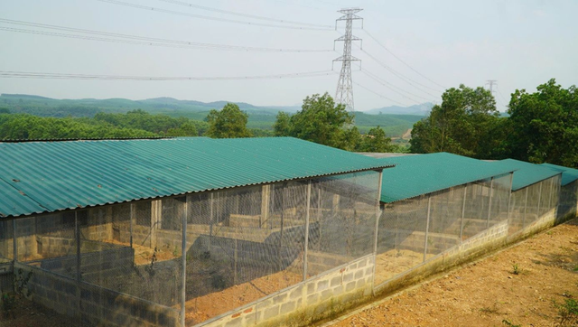 Nhân nuôi loài gà quý hiếm có nguy cơ tuyệt chủng trong tự nhiên- Ảnh 4.