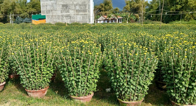 Ở nơi gần 30.000 chậu hoa cúc Tết chưa nở, thương lái đã đặt mua hết- Ảnh 1.