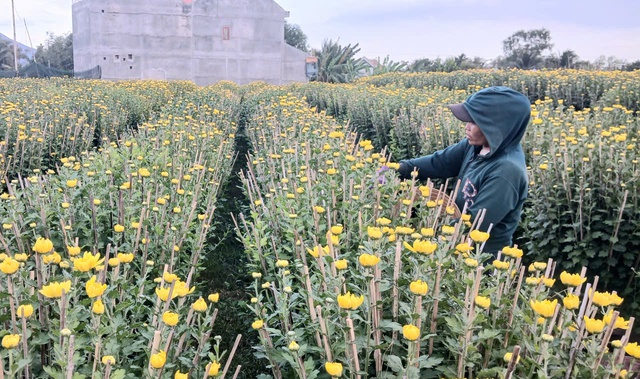 Ở nơi gần 30.000 chậu hoa cúc Tết chưa nở, thương lái đã đặt mua hết- Ảnh 3.
