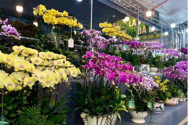 Giữ sắc xuân trọn vẹn: Cách chăm sóc hoa Tết để bền đẹp, tránh rủi ro đầu năm- Ảnh 2.