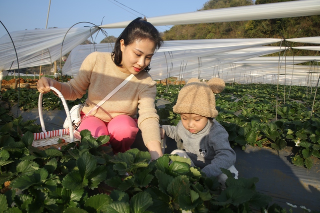 Mộc Châu khoác áo xuân: Trắng đồi mận, xanh đồi chè- Ảnh 6. Mộc Châu khoác áo xuân: Trắng đồi mận, xanh đồi chè- Ảnh 6.