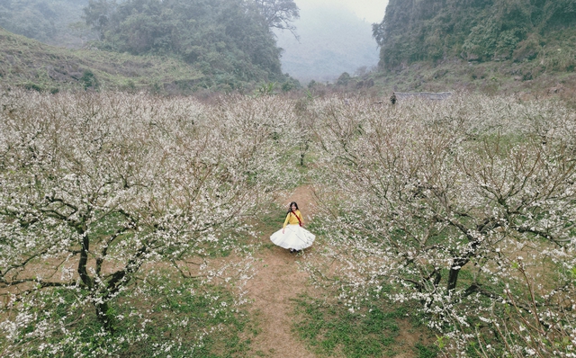 Mộc Châu khoác áo xuân: Trắng đồi mận, xanh đồi chè- Ảnh 1. Mộc Châu khoác áo xuân: Trắng đồi mận, xanh đồi chè- Ảnh 1.