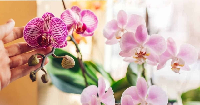 Giữ sắc xuân trọn vẹn: Cách chăm sóc hoa Tết để bền đẹp, tránh rủi ro đầu năm- Ảnh 1.