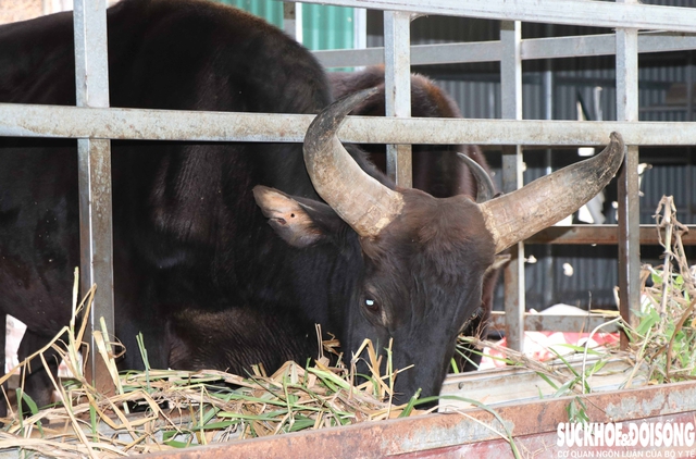 Ngắm đàn bò tót lai vạm vỡ sẵn sàng đón khách du xuân giữa núi rừng Khánh Hòa- Ảnh 5. Ngắm đàn bò tót lai vạm vỡ sẵn sàng đón khách du xuân giữa núi rừng Khánh Hòa- Ảnh 5.