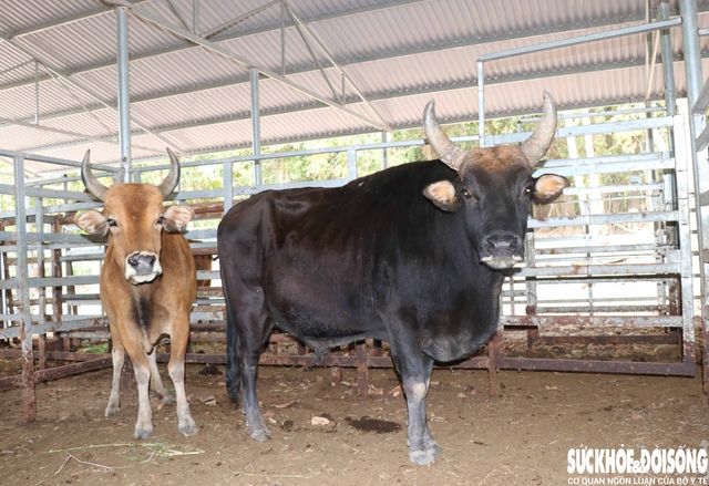 Ngắm đàn bò tót lai vạm vỡ sẵn sàng đón khách du xuân giữa núi rừng Khánh Hòa- Ảnh 4. Ngắm đàn bò tót lai vạm vỡ sẵn sàng đón khách du xuân giữa núi rừng Khánh Hòa- Ảnh 4.