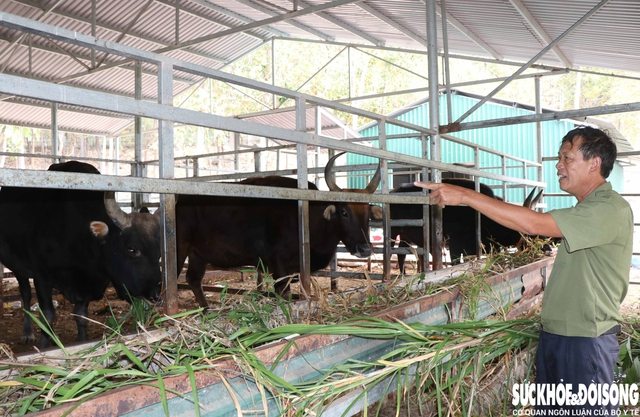 Ngắm đàn bò tót lai vạm vỡ sẵn sàng đón khách du xuân giữa núi rừng Khánh Hòa- Ảnh 3. Ngắm đàn bò tót lai vạm vỡ sẵn sàng đón khách du xuân giữa núi rừng Khánh Hòa- Ảnh 3.