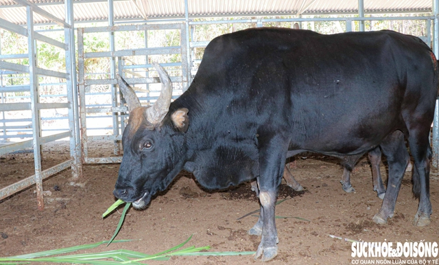 Ngắm đàn bò tót lai vạm vỡ sẵn sàng đón khách du xuân giữa núi rừng Khánh Hòa- Ảnh 2. Ngắm đàn bò tót lai vạm vỡ sẵn sàng đón khách du xuân giữa núi rừng Khánh Hòa- Ảnh 2.