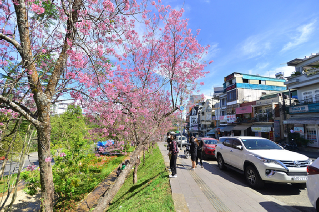 Nơi mùa xuân rực rỡ mai anh đào, hút khách check-in- Ảnh 2. Nơi mùa xuân rực rỡ mai anh đào, hút khách check-in- Ảnh 2.