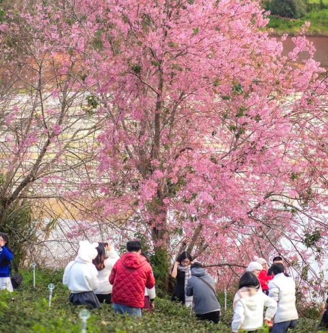 Nơi mùa xuân rực rỡ mai anh đào, hút khách check-in- Ảnh 3. Nơi mùa xuân rực rỡ mai anh đào, hút khách check-in- Ảnh 3.