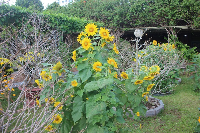 Nơi hội tụ các loài hoa và nghề truyền thống đón khách du xuân- Ảnh 9.