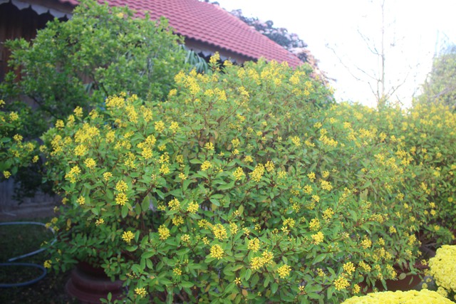 Nơi hội tụ các loài hoa và nghề truyền thống đón khách du xuân- Ảnh 10.