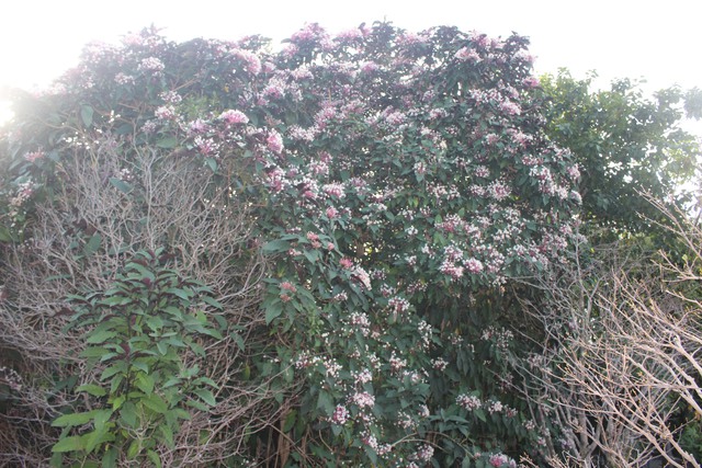 Nơi hội tụ các loài hoa và nghề truyền thống đón khách du xuân- Ảnh 11.