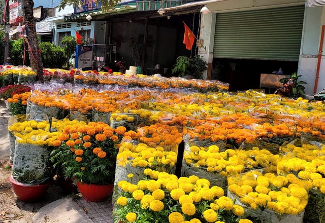 Người dân TPHCM nô nức trang hoàng nhà cửa, tất bật sắm mai, đào đón Tết- Ảnh 1. Người dân TPHCM nô nức trang hoàng nhà cửa, tất bật sắm mai, đào đón Tết- Ảnh 1.