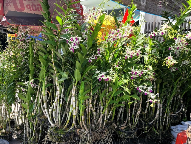 Người dân TPHCM nô nức trang hoàng nhà cửa, tất bật sắm mai, đào đón Tết- Ảnh 5. Người dân TPHCM nô nức trang hoàng nhà cửa, tất bật sắm mai, đào đón Tết- Ảnh 5.