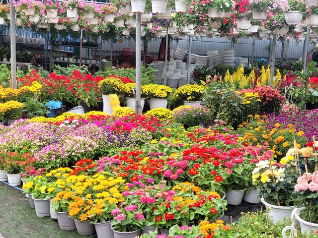 Người dân TPHCM nô nức trang hoàng nhà cửa, tất bật sắm mai, đào đón Tết- Ảnh 2. Người dân TPHCM nô nức trang hoàng nhà cửa, tất bật sắm mai, đào đón Tết- Ảnh 2.