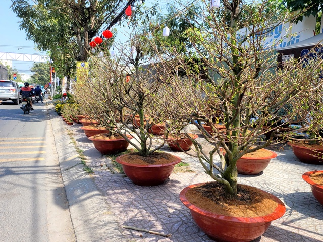 Người dân TPHCM nô nức trang hoàng nhà cửa, tất bật sắm mai, đào đón Tết- Ảnh 7. Người dân TPHCM nô nức trang hoàng nhà cửa, tất bật sắm mai, đào đón Tết- Ảnh 7.