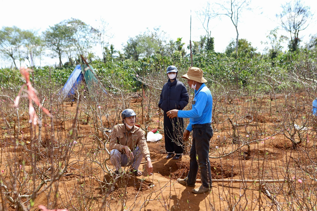 Đào Buôn Hồ vào vụ Tết: Hoa đẹp, thương lái đặt cọc sớm- Ảnh 1.