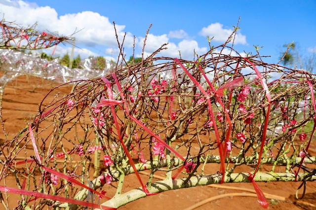 Đào Buôn Hồ vào vụ Tết: Hoa đẹp, thương lái đặt cọc sớm- Ảnh 2.