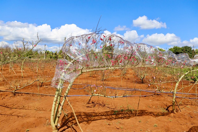 Đào Buôn Hồ vào vụ Tết: Hoa đẹp, thương lái đặt cọc sớm- Ảnh 4.