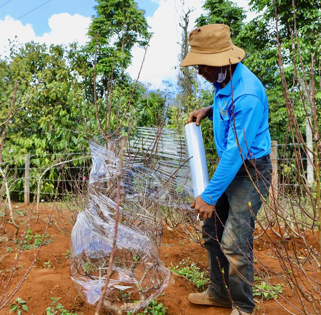 Đào Buôn Hồ vào vụ Tết: Hoa đẹp, thương lái đặt cọc sớm- Ảnh 5.