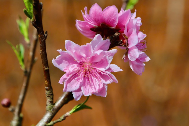 Đào Buôn Hồ vào vụ Tết: Hoa đẹp, thương lái đặt cọc sớm- Ảnh 7.