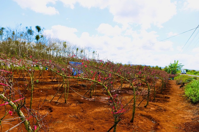 Đào Buôn Hồ vào vụ Tết: Hoa đẹp, thương lái đặt cọc sớm- Ảnh 9.