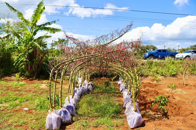 Đào Buôn Hồ vào vụ Tết: Hoa đẹp, thương lái đặt cọc sớm- Ảnh 8.