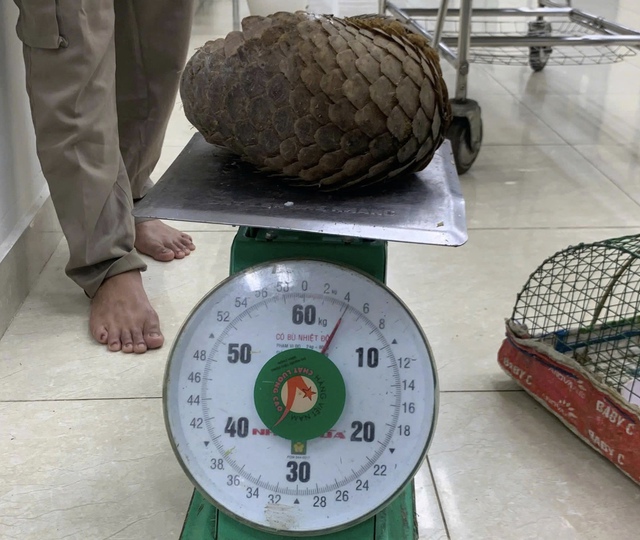 Gặp tê tê quý hiếm khi đi thả cua- Ảnh 1. Gặp tê tê quý hiếm khi đi thả cua- Ảnh 1.