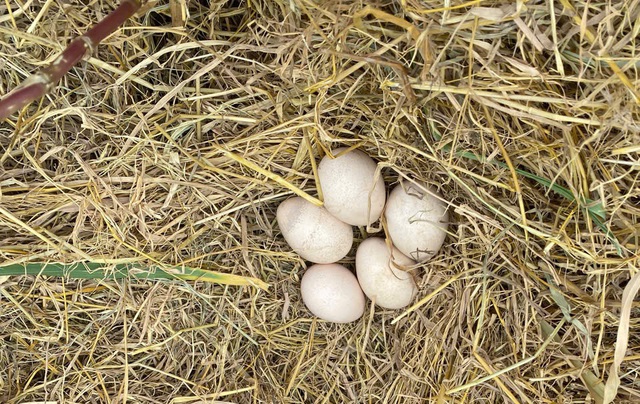 Cận cảnh động vật quý hiếm ‘ăn Tết’- Ảnh 9.