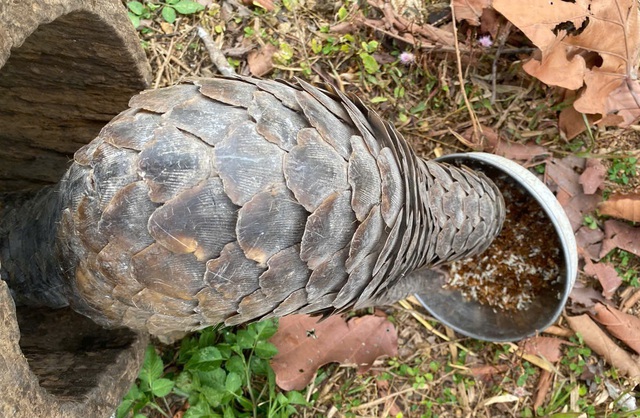 Cận cảnh động vật quý hiếm ‘ăn Tết’- Ảnh 4.