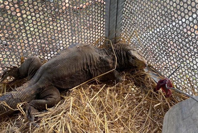 Cận cảnh động vật quý hiếm ‘ăn Tết’- Ảnh 6.