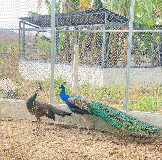 Cận cảnh động vật quý hiếm ‘ăn Tết’- Ảnh 8.