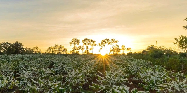 Mê mẩn mùa hoa cà phê ở Tây Nguyên- Ảnh 1.