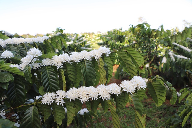 Mê mẩn mùa hoa cà phê ở Tây Nguyên- Ảnh 3.