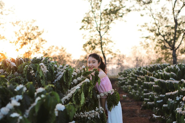 Mê mẩn mùa hoa cà phê ở Tây Nguyên- Ảnh 2.