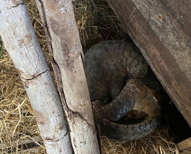 Cận cảnh động vật quý hiếm ‘ăn Tết’- Ảnh 5.