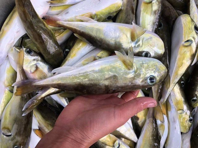 Cảnh báo ngộ độc nguy hiểm từ thói quen ăn cá nóc và trứng cá cảnh- Ảnh 2.