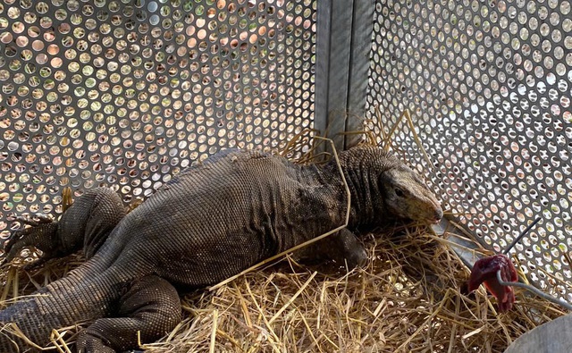 Video: Bồi bổ đặc biệt cho động vật quý hiếm- Ảnh 1.