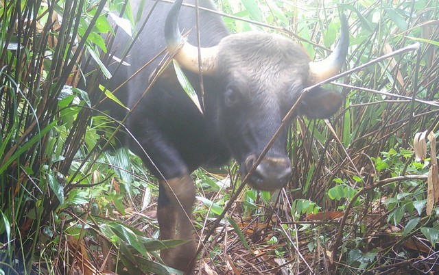 Nhiều động vật quý hiếm xuất hiện trong rừng ở Quảng Ngãi báo hiệu điều gì?- Ảnh 2.